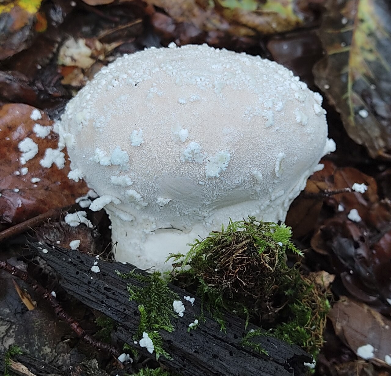 Krpasta puhara – Lycoperdon mammiforme