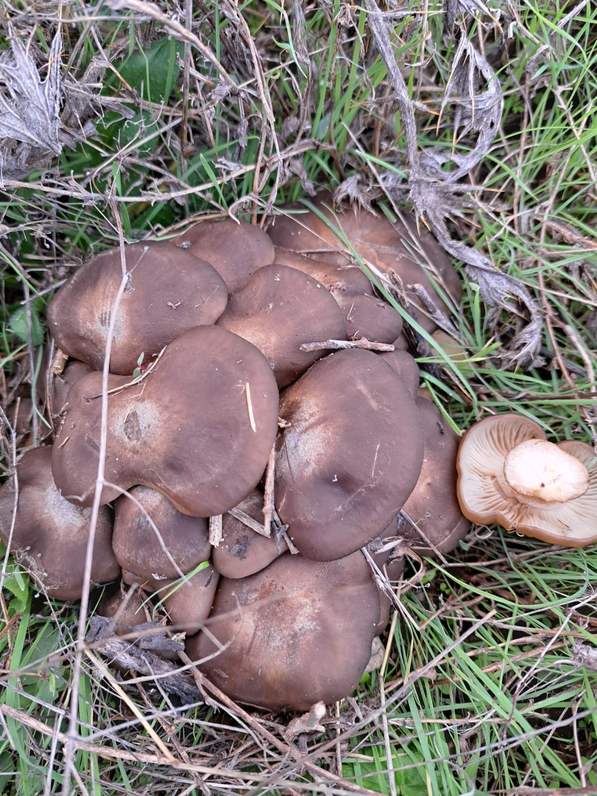 Büscheliger Rasling – Lyophyllum decastes