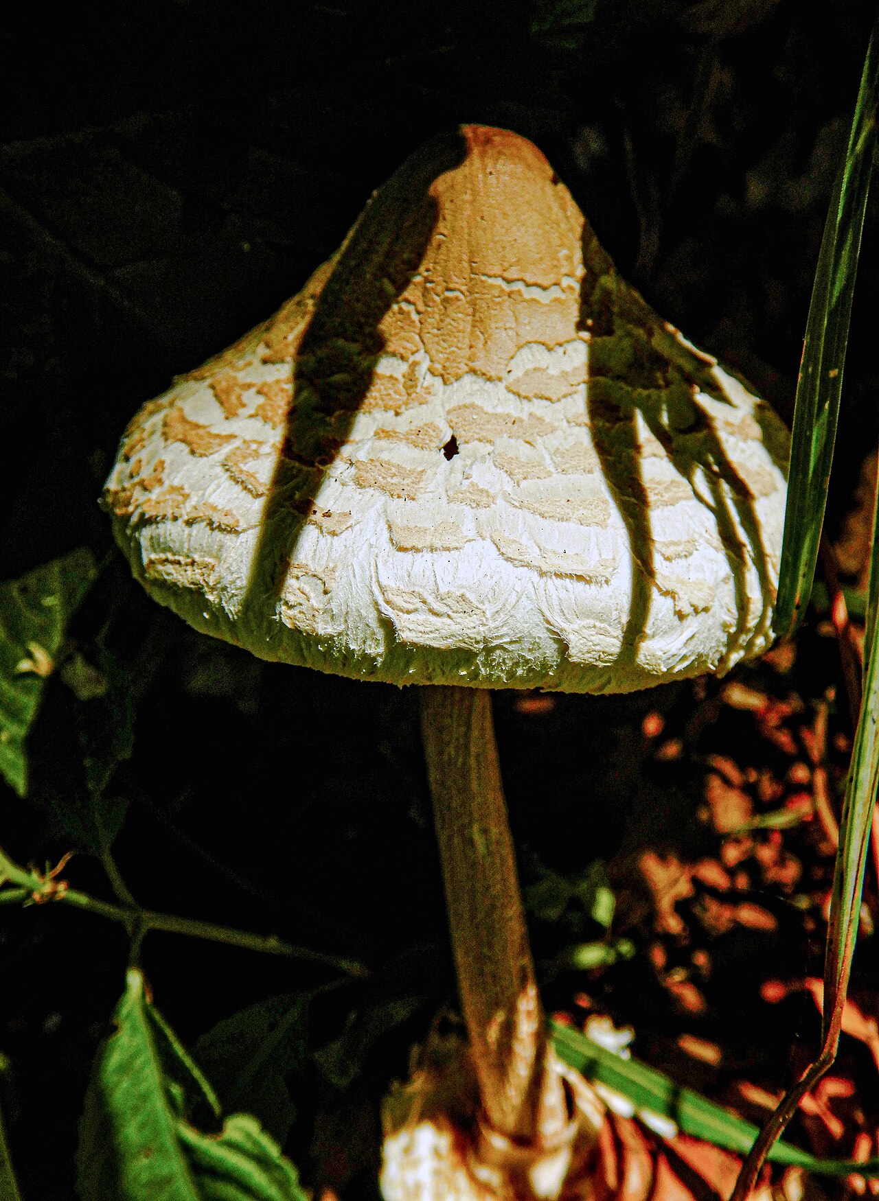 Ackerschirmpilz – Macrolepiota excoriata