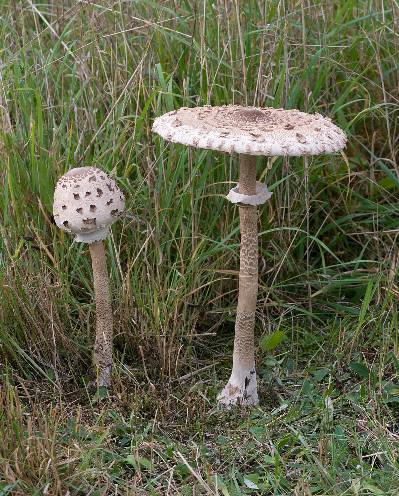Parasol