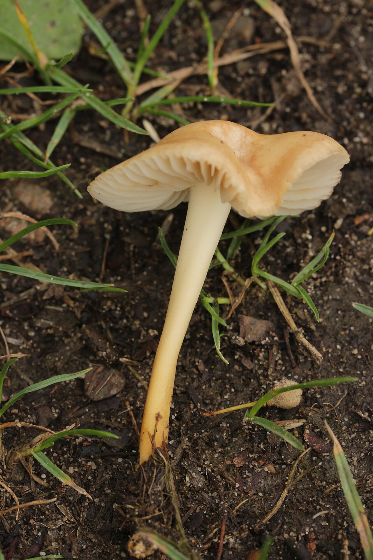 Nelkenschwindling – Marasmius oreades
