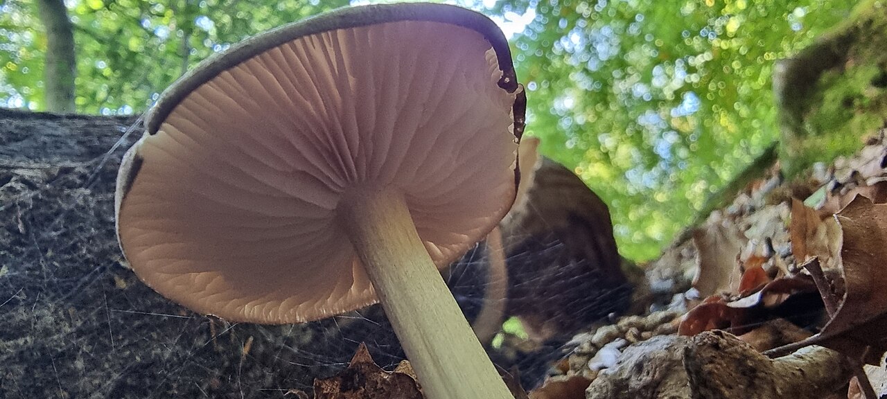 Širokolisna korjenjača – Megacollybia platyphylla