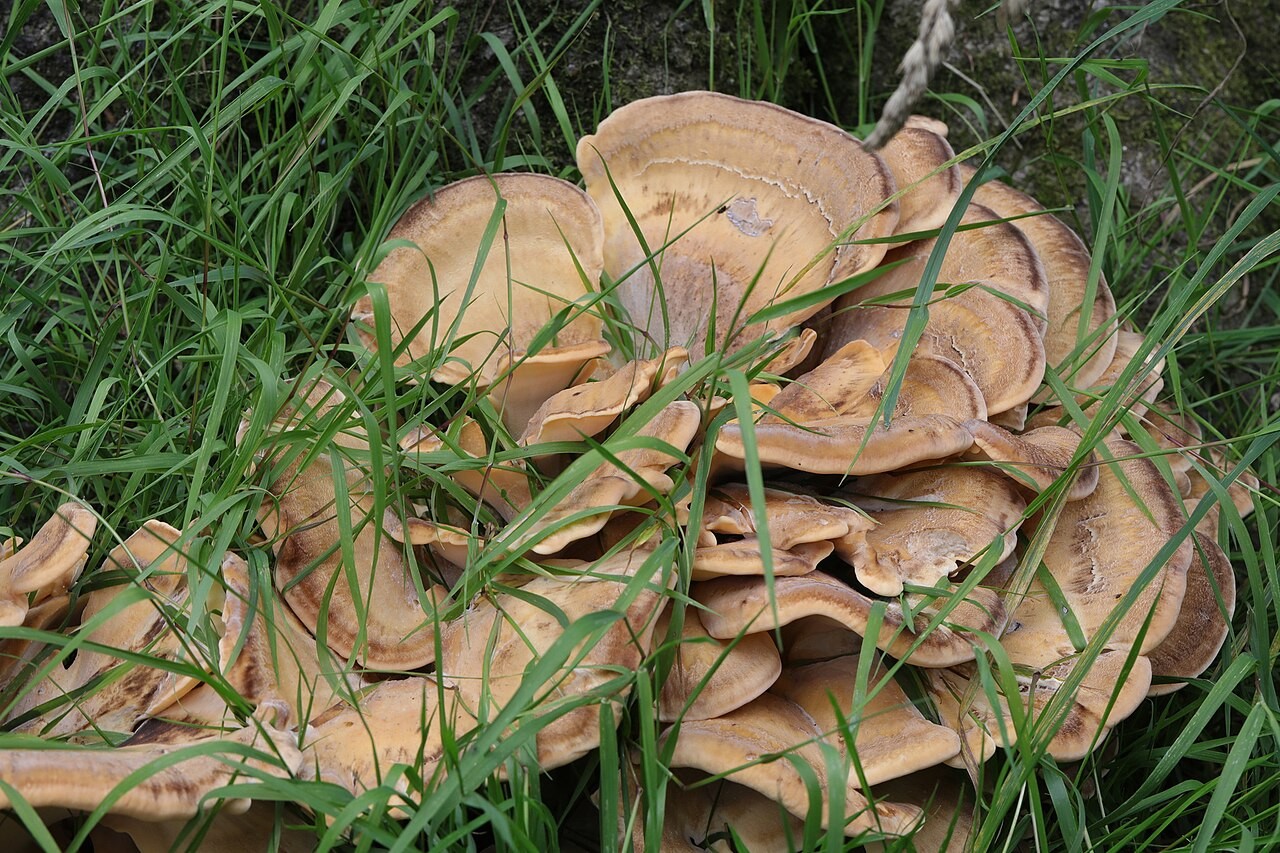 Riesenporling – Meripilus giganteus