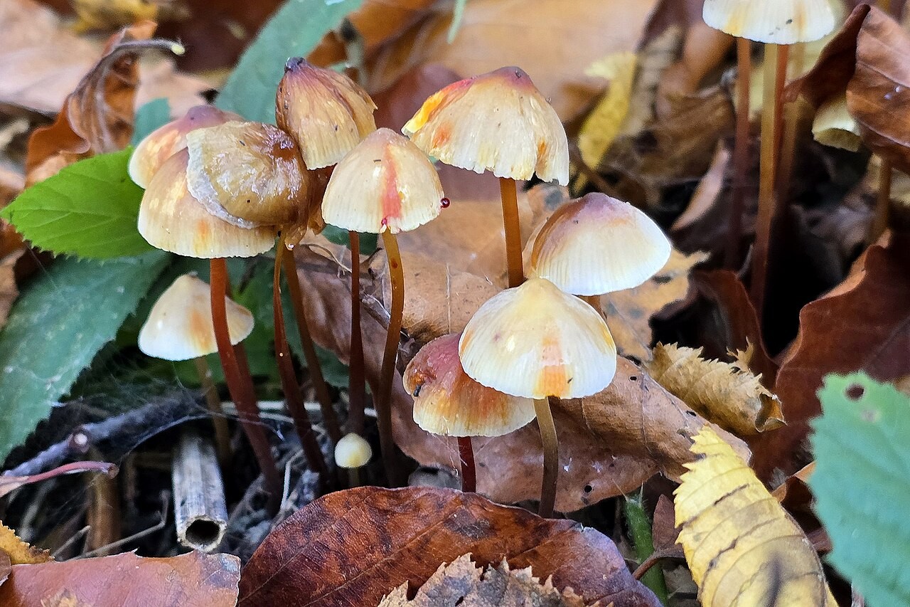 Gelborangemilchender Helmling – Mycena crocata