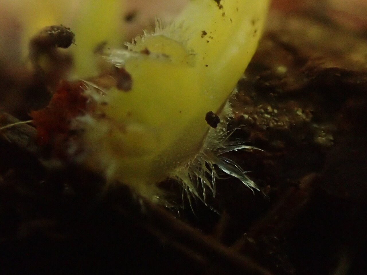 Prevlečena čeladica – Mycena epipterygia