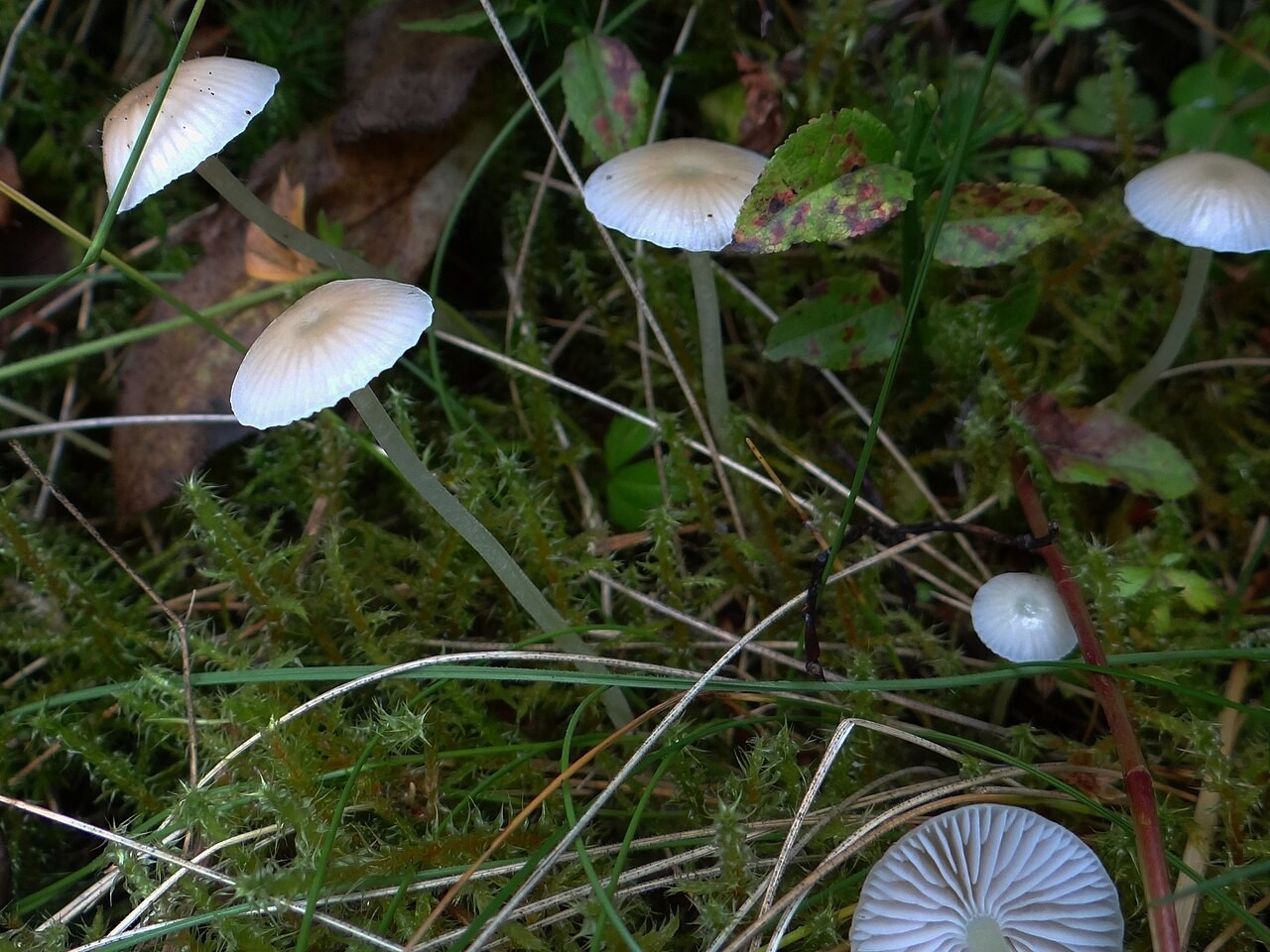 Fadenstieliger Helmling – Mycena filopes