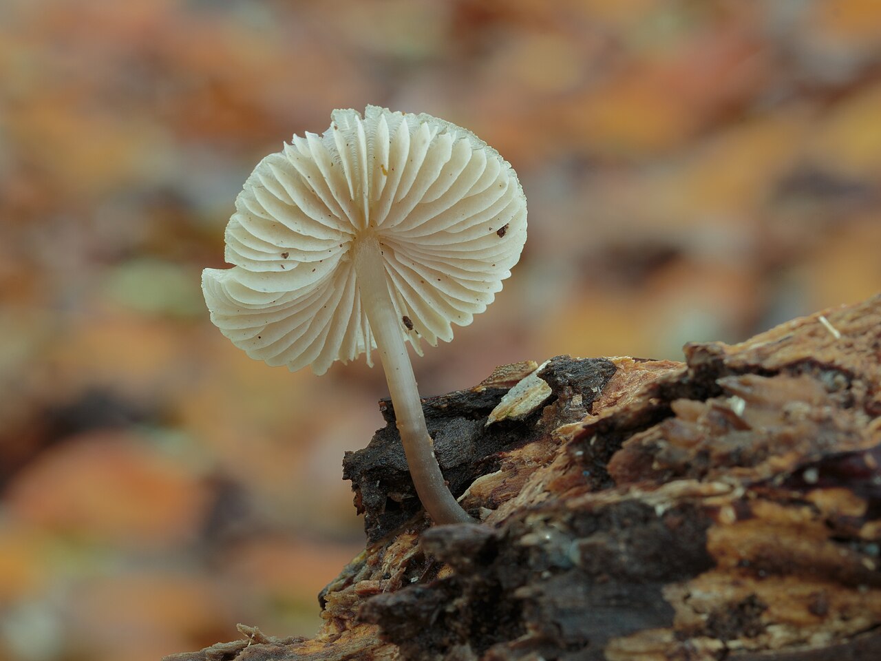 Common bonnet – Mycena galericulata