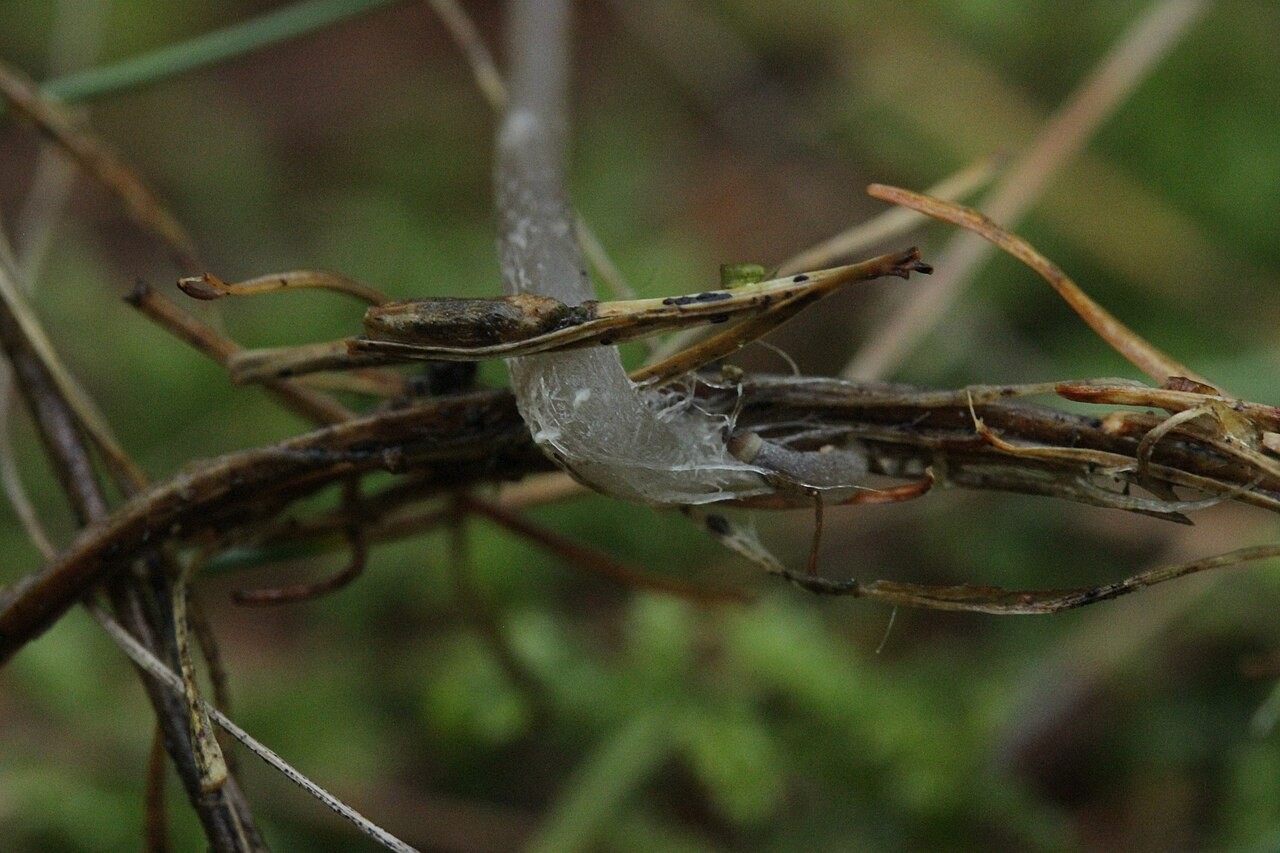 Weißmilchender Helmling – Mycena galopus