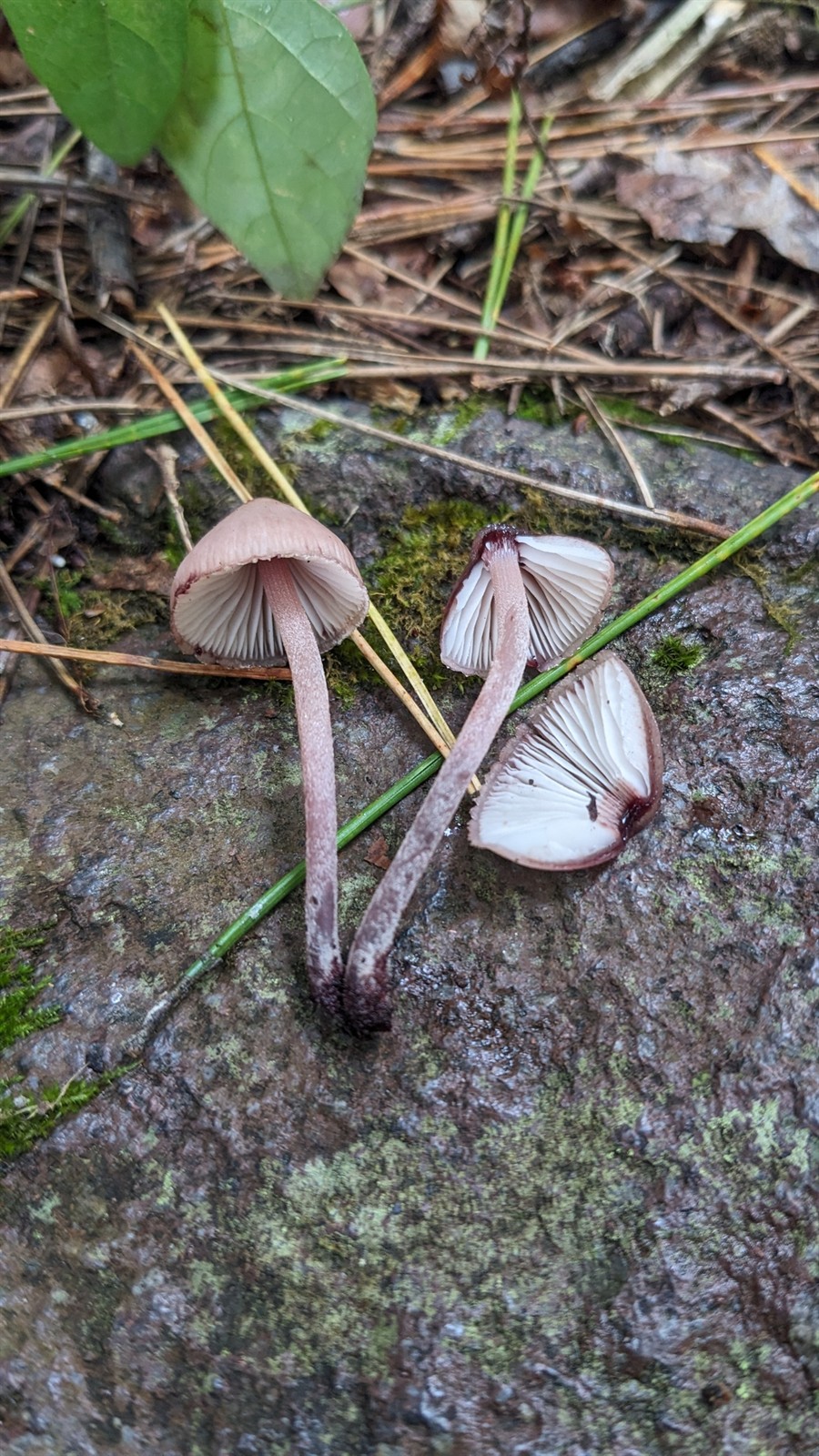 Krvonoga micena – Mycena haematopus