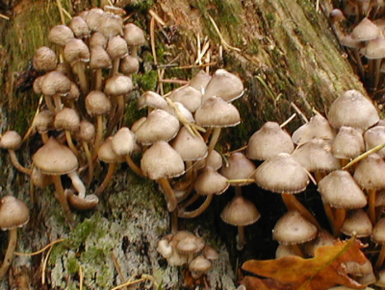 Buntstieliger Helmling – Mycena inclinata