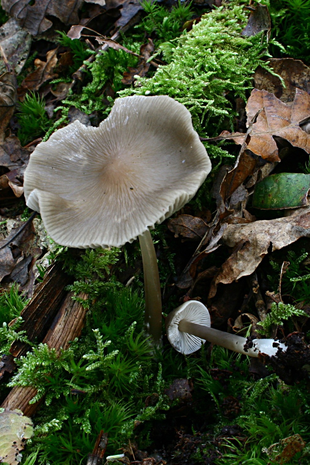 Rillstieliger Helmling – Mycena polygramma