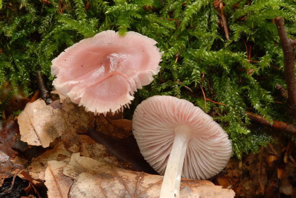 Rettich-Helmling – Mycena pura