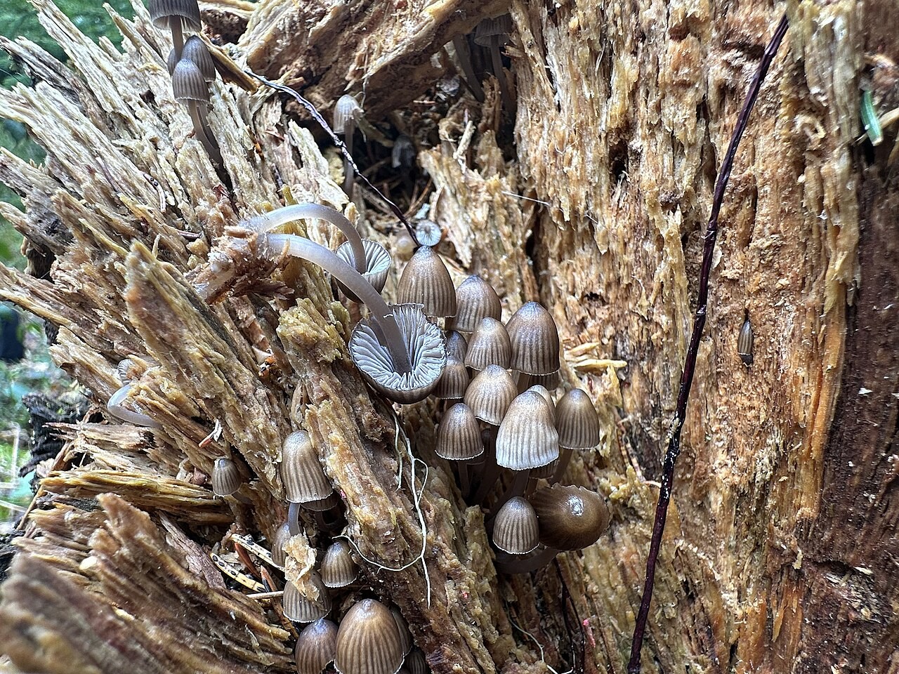 Nitrat-Helmling – Mycena stipata