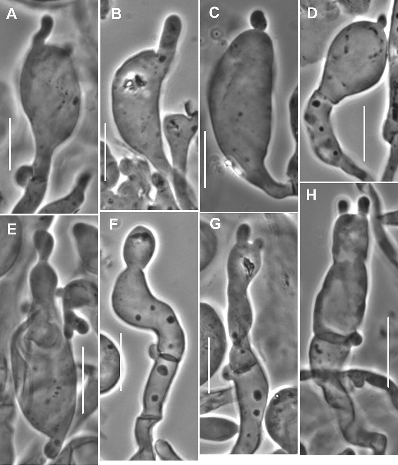Langstieliger Knoblauchschwindling – Mycetinis alliaceus
