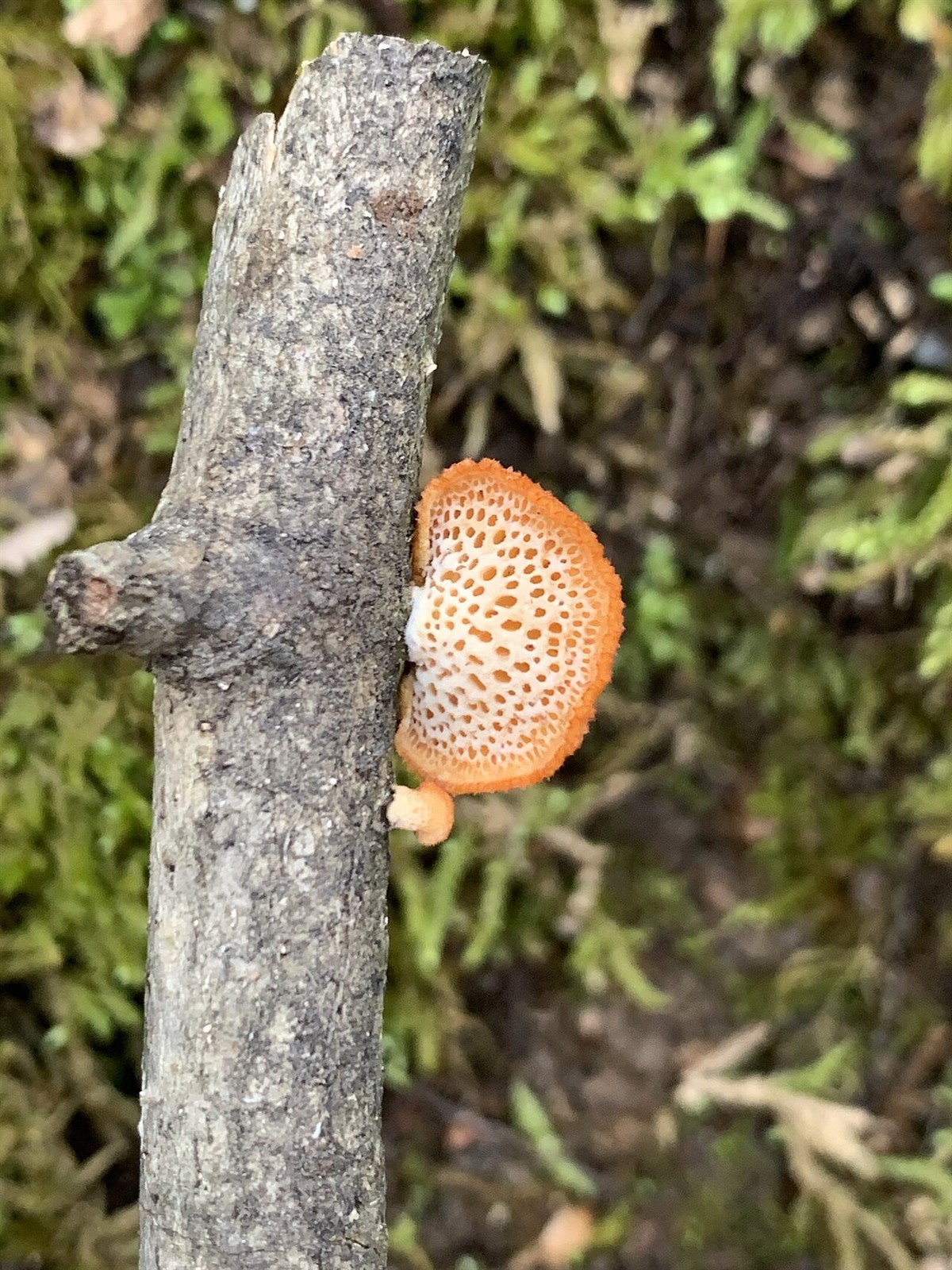 Hexagonal-pored polypore – Neofavolus alveolaris