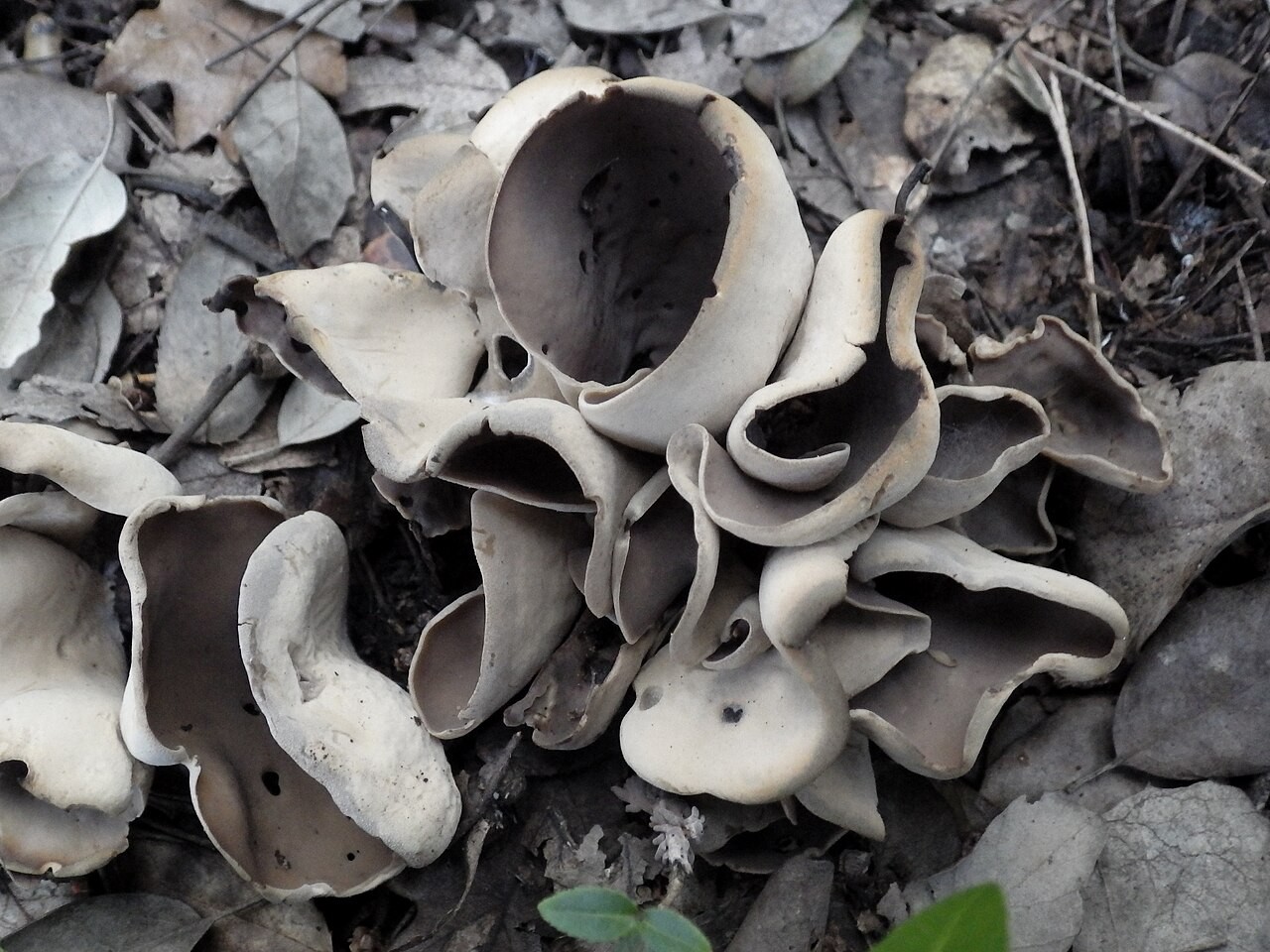 Tan ear – Otidea alutacea