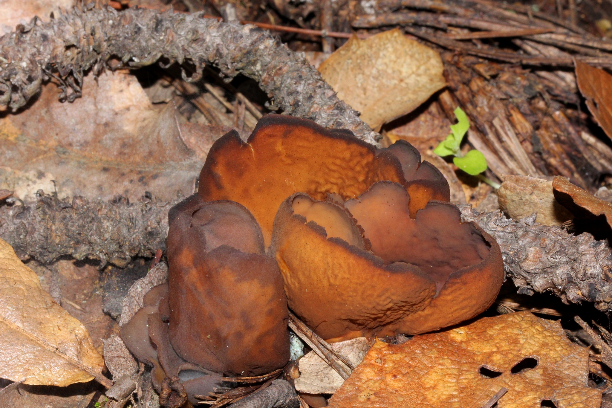 Toad's ear – Otidea bufonia