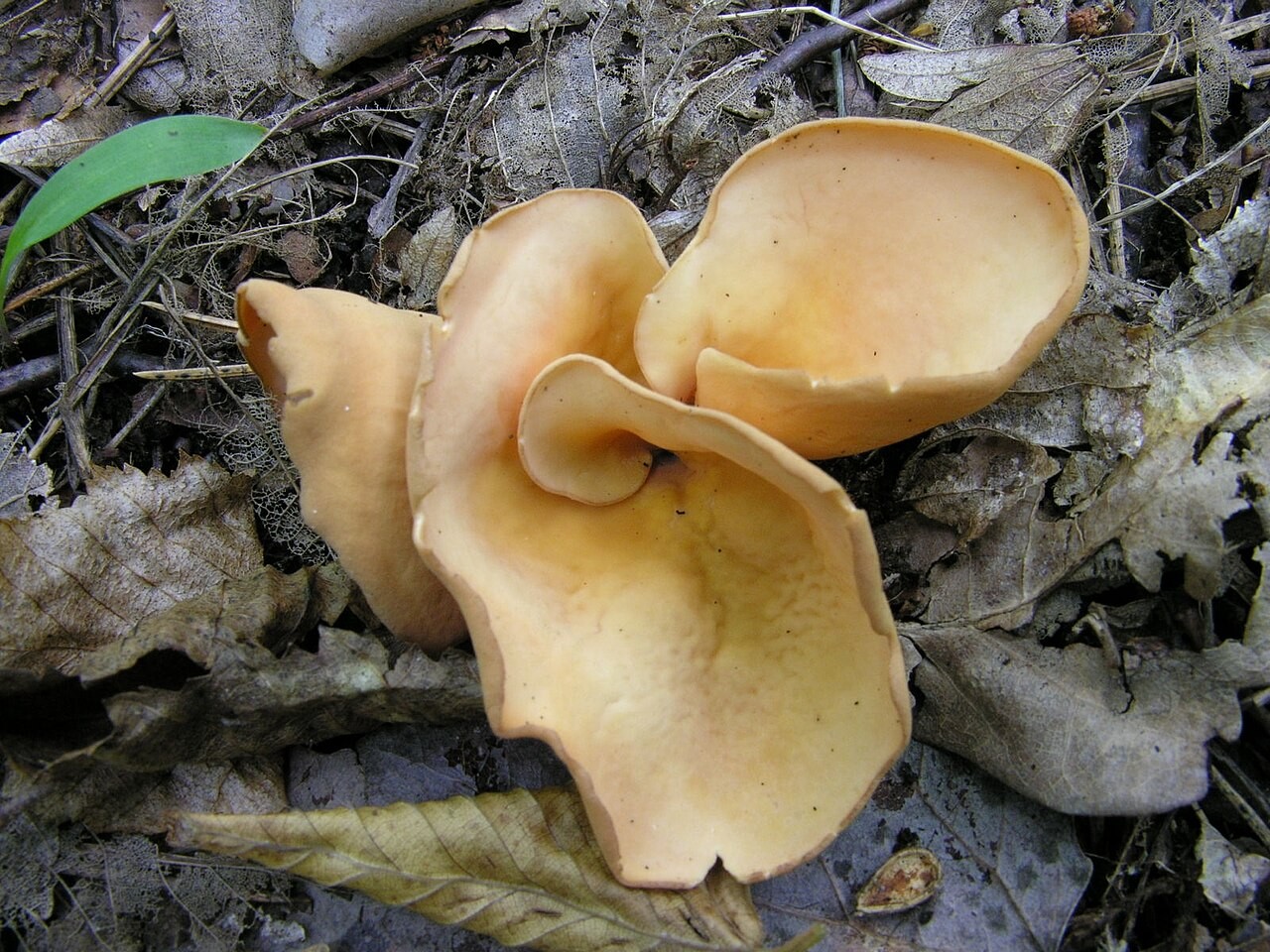 Eselsohr – Otidea onotica