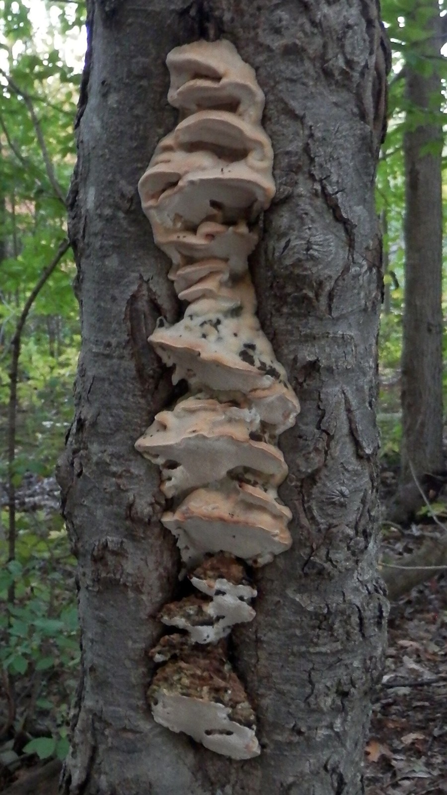 Poplar bracket – Oxyporus populinus