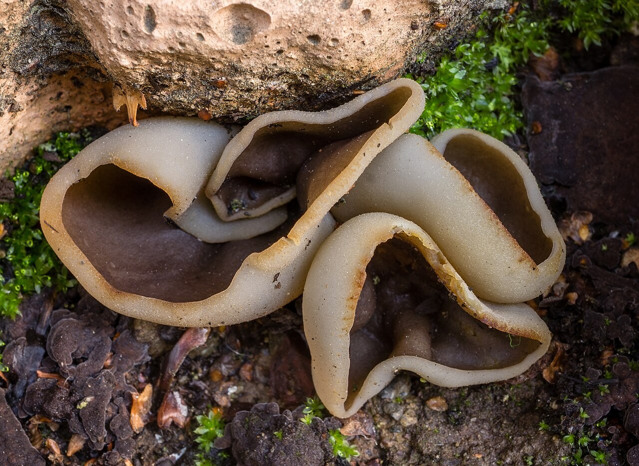 Sočna paskledka – Paragalactinia succosa