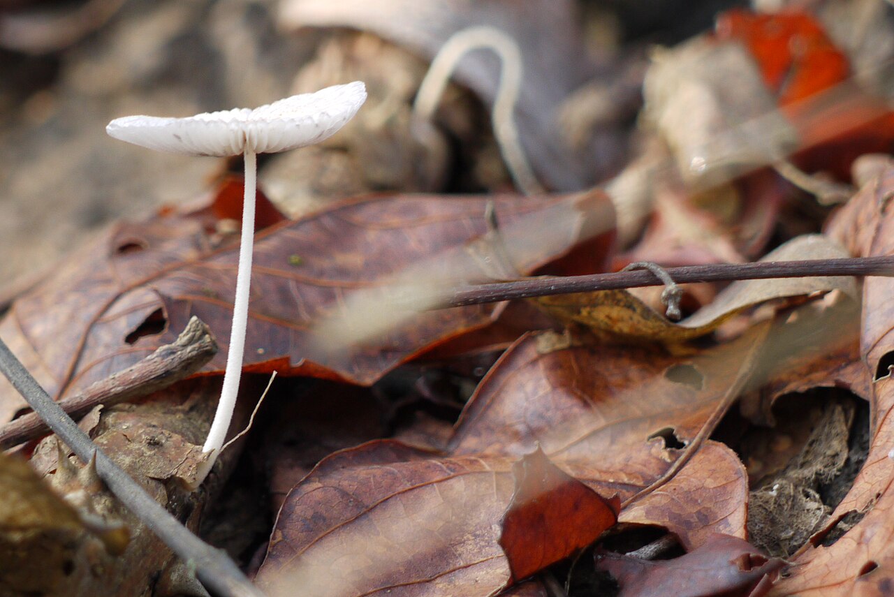Gemeiner Scheibchentintling – Parasola plicatilis
