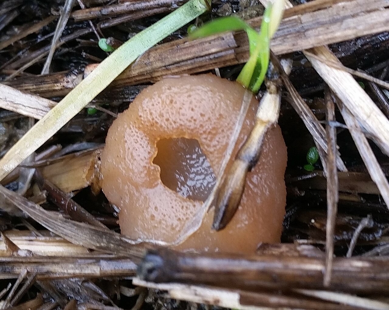 Blistered cup – Peziza vesiculosa