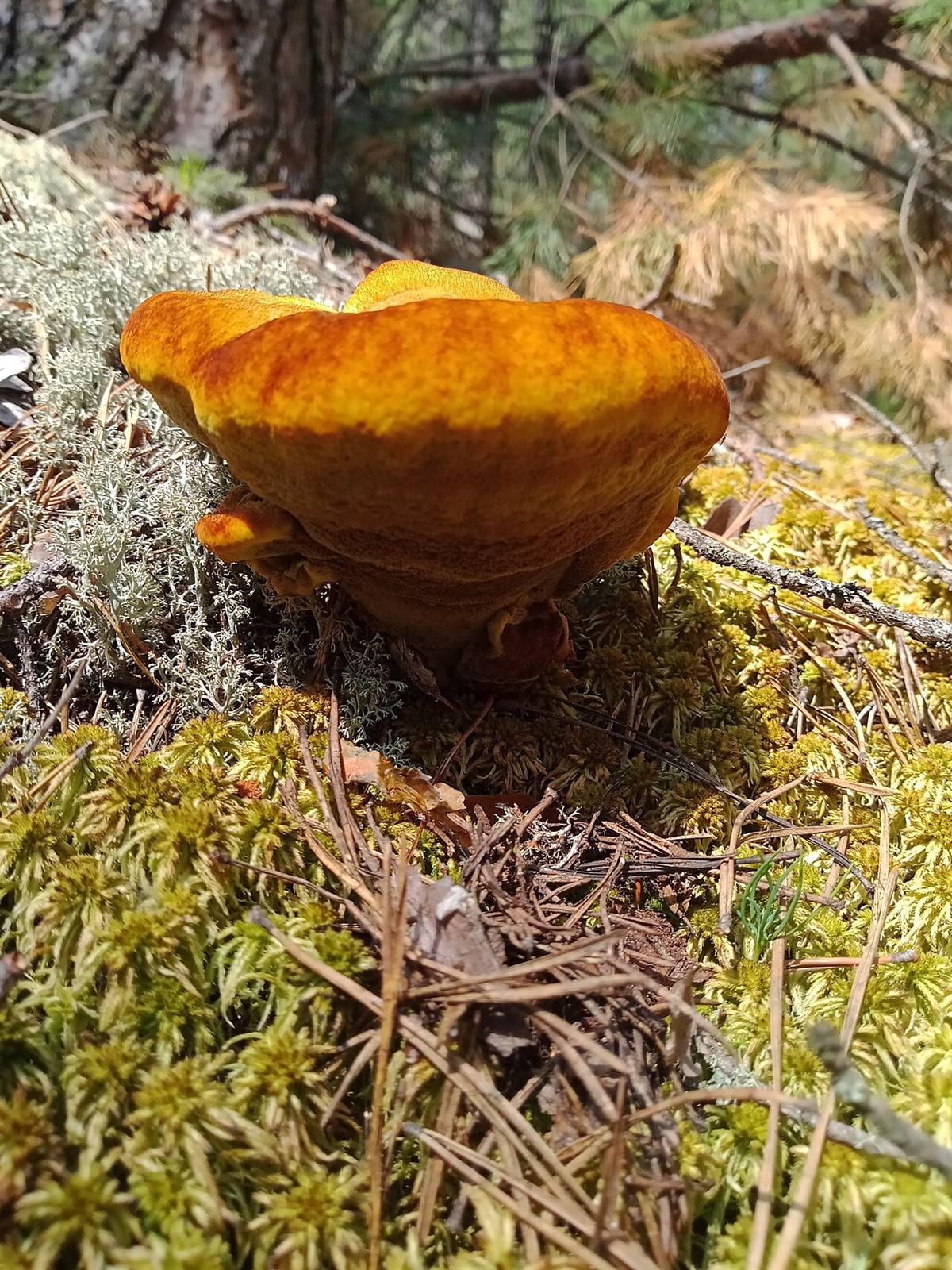 Dyer's polypore – Phaeolus schweinitzii