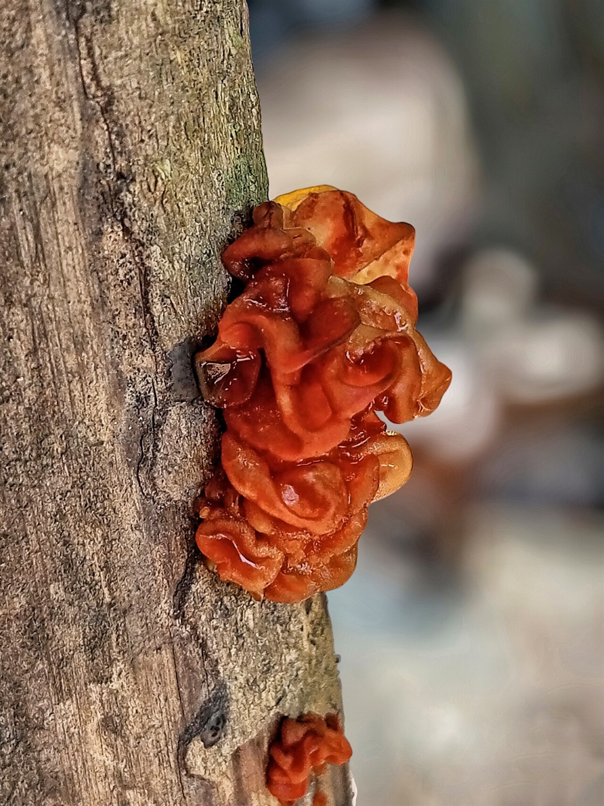 Listasta drhtalica – Phaeotremella foliacea