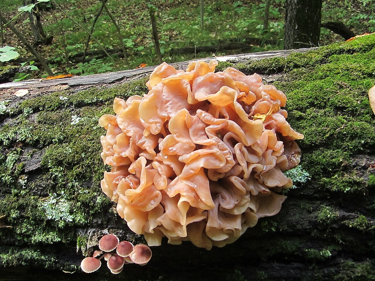 Leafy brain – Phaeotremella frondosa