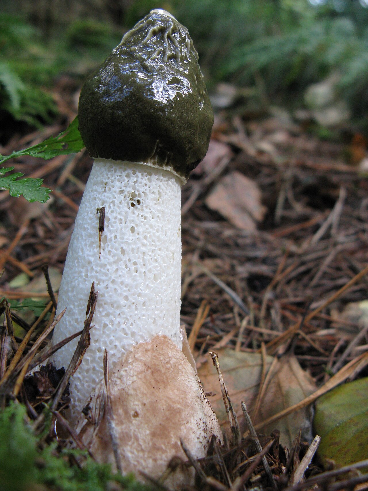 Smrdljivi stršak – Phallus impudicus