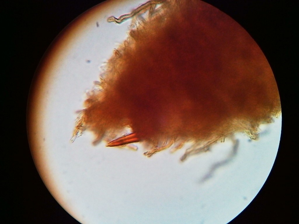 Shell-shaped bracket – Phellinopsis conchata