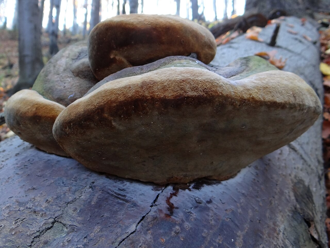 Hartig's bracket – Phellinus hartigii
