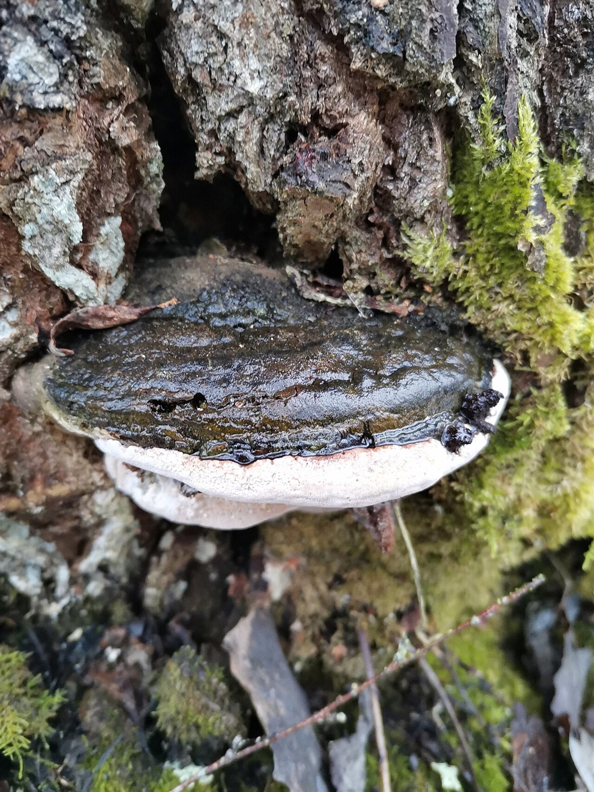 Willow bracket – Phellinus igniarius