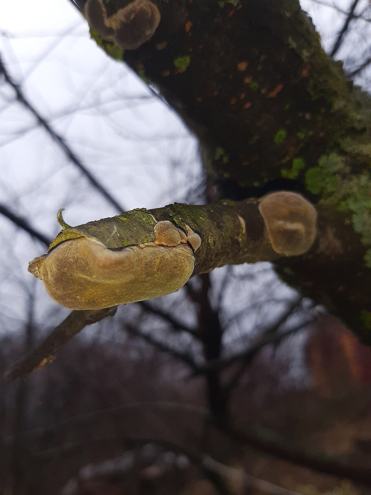 Plum firebracket – Phellinus pomaceus