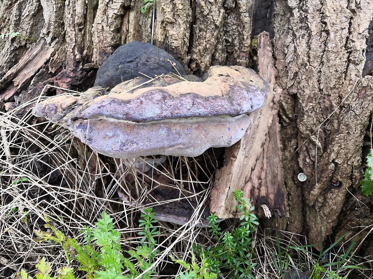 Topolov plutač – Phellinus populicola