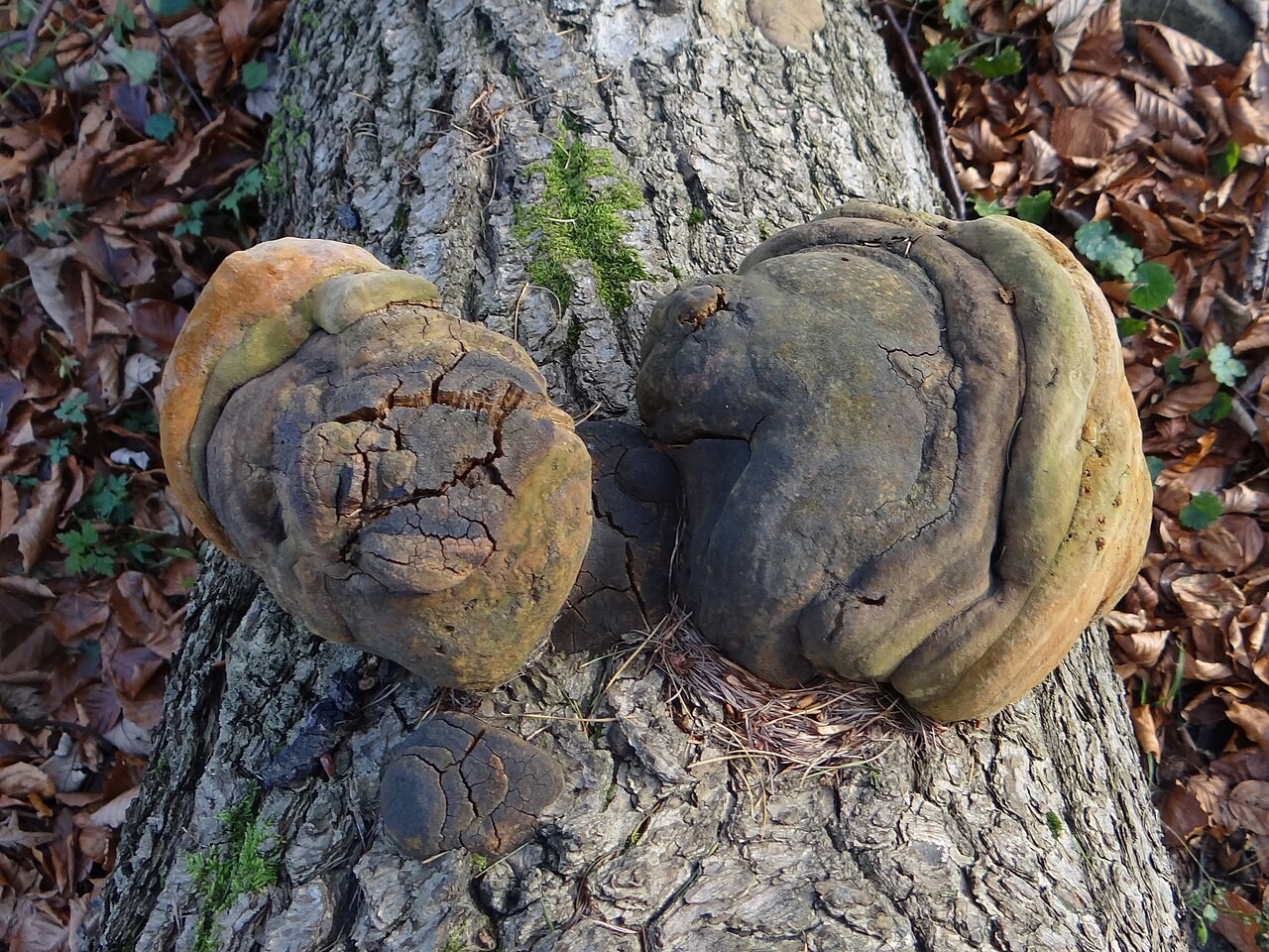 Aspen bracket – Phellinus tremulae