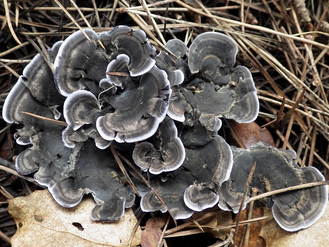 Black tooth – Phellodon niger