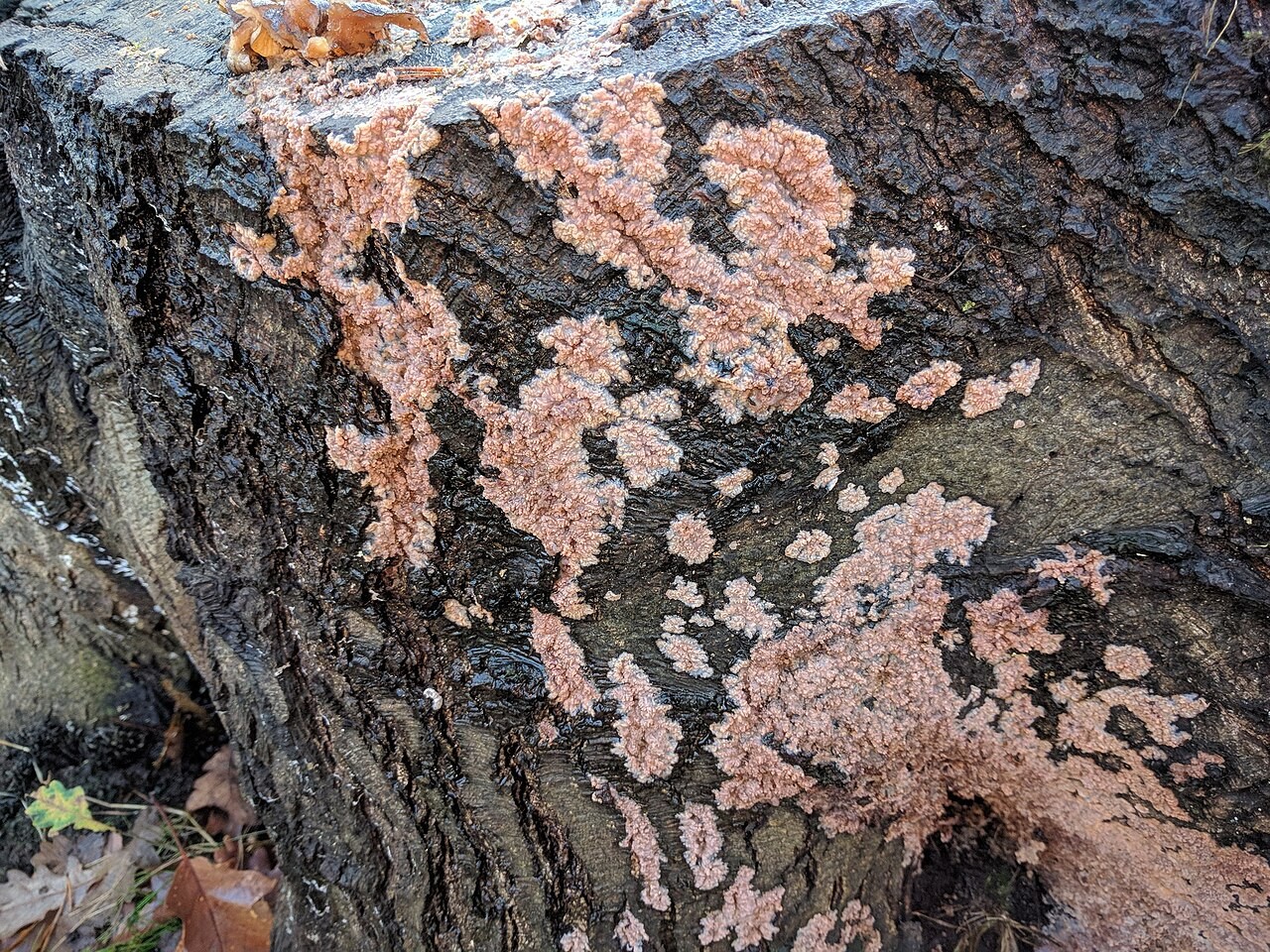 Wrinkled crust – Phlebia radiata