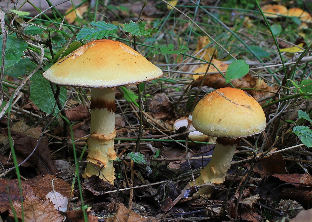 Birch webcap – Phlegmacium triumphans