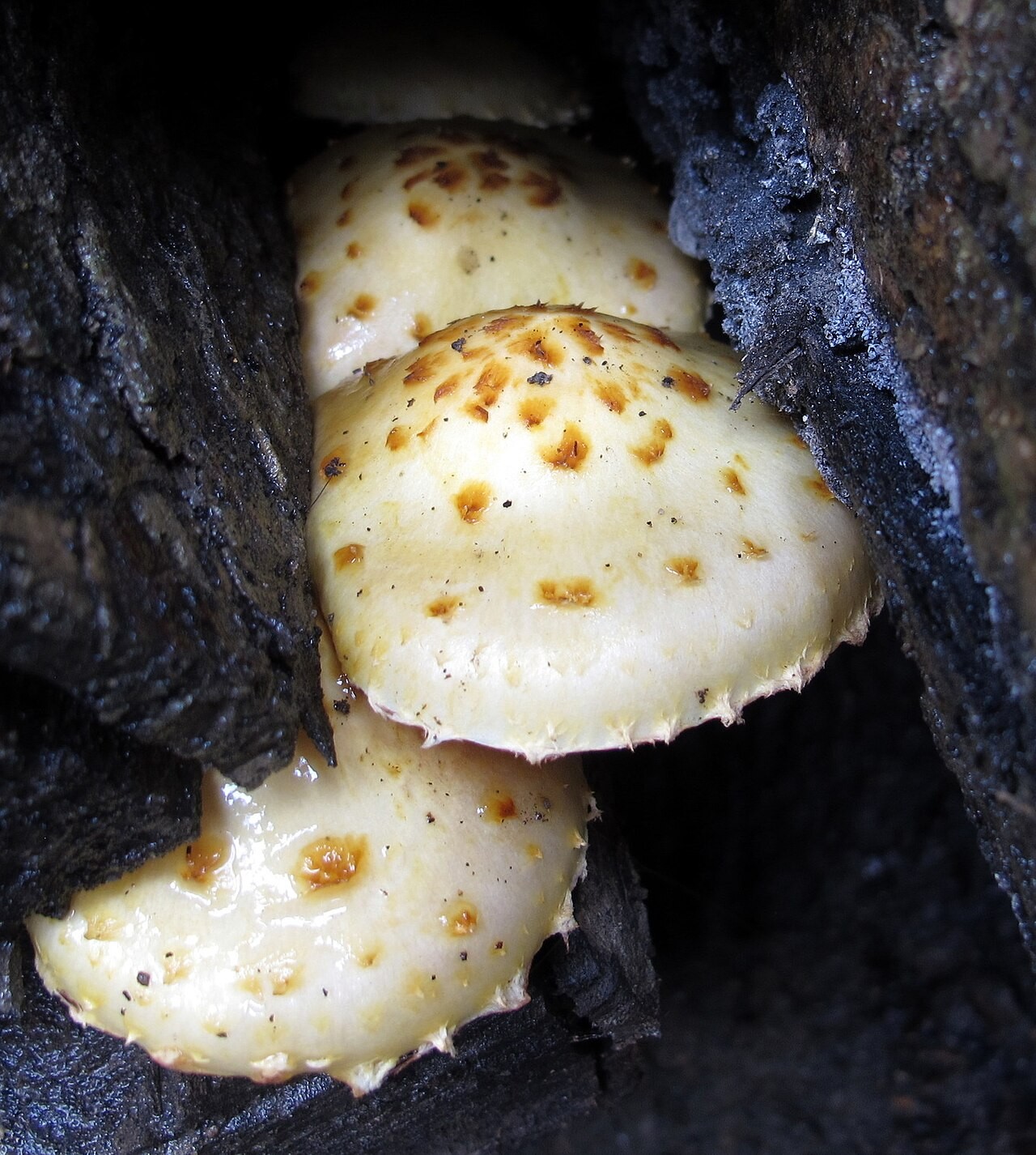 Žolti luskinar – Pholiota aurivella
