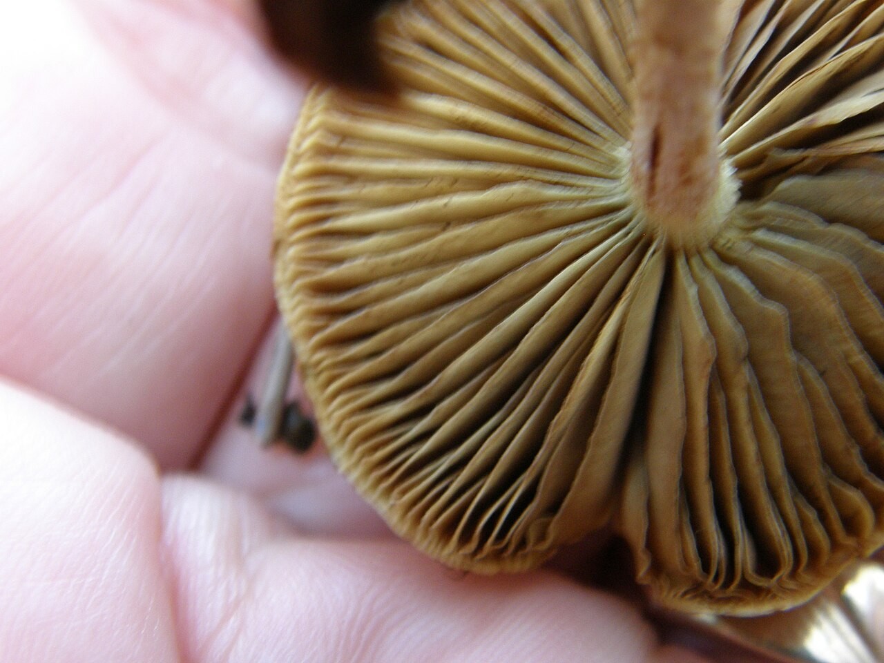 Sticky scalycap – Pholiota gummosa