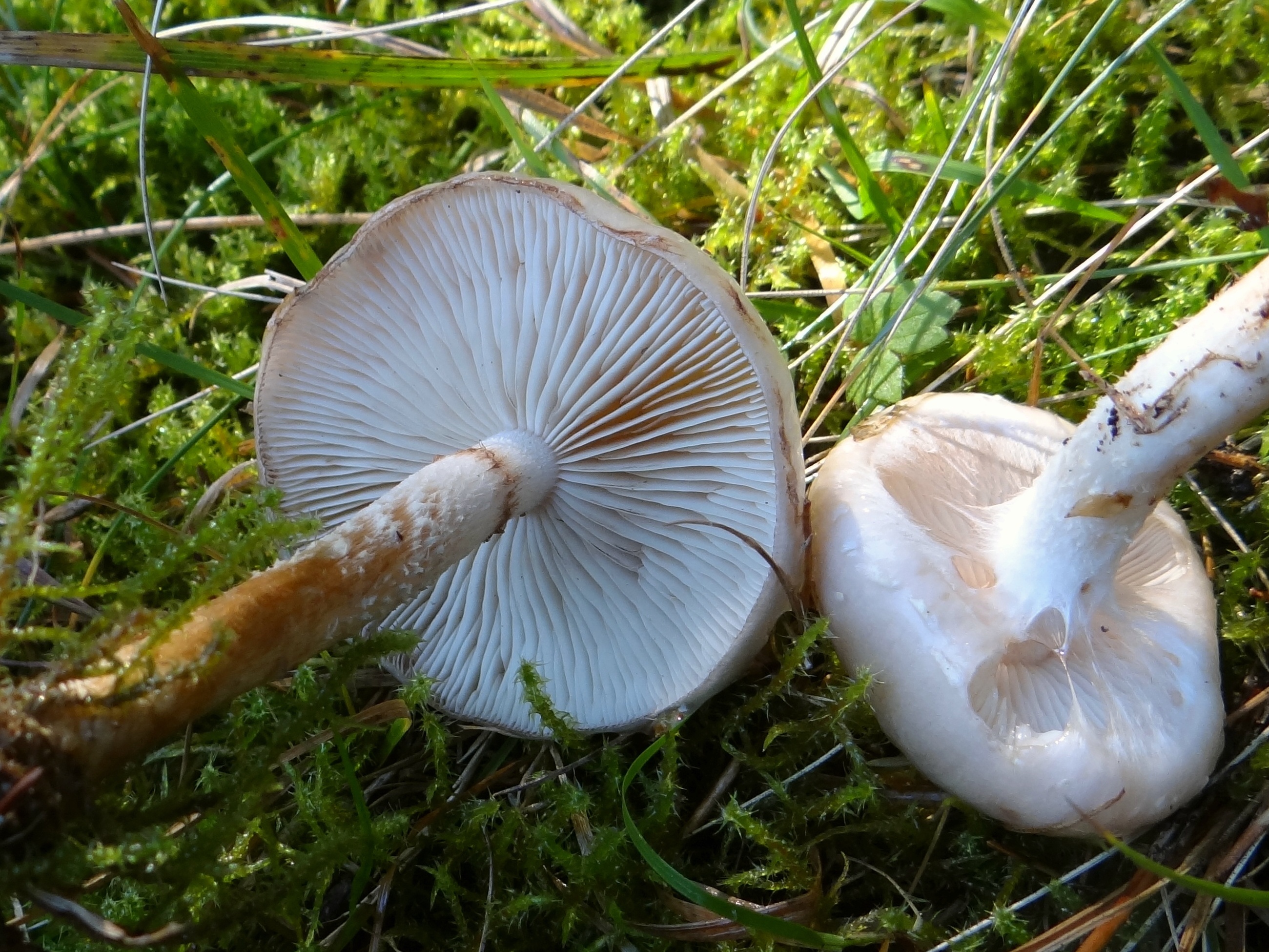 Bledi luskinar – Pholiota lenta