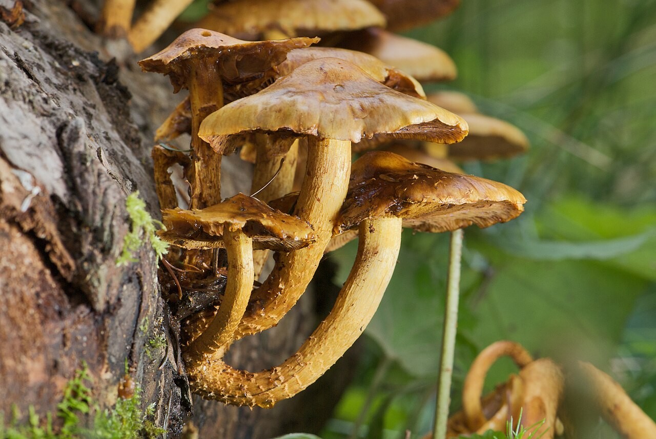Nadelholz-Schüppling – Pholiota spumosa