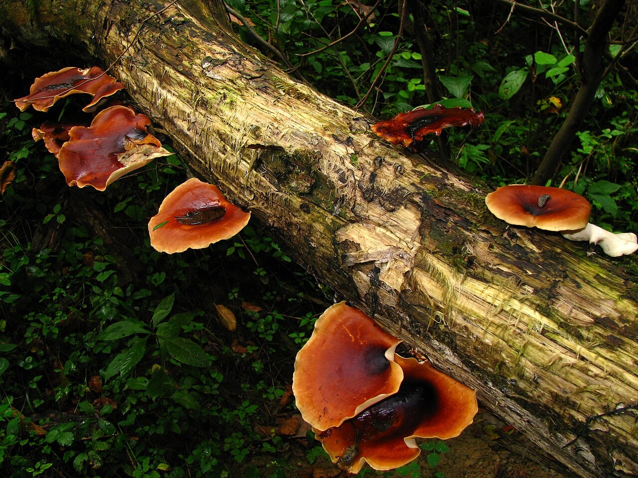 Smolasta luknjičarka – Picipes badius