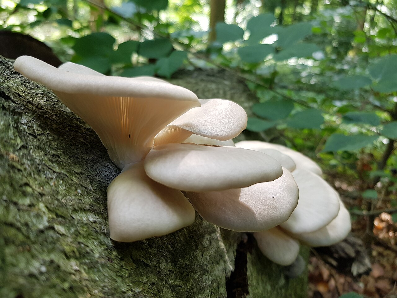Bukovača – Pleurotus ostreatus