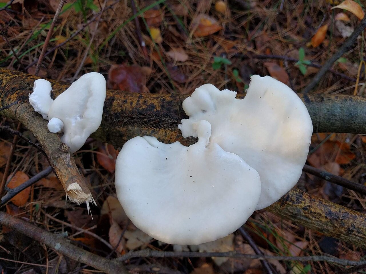 Lungenseitling – Pleurotus pulmonarius