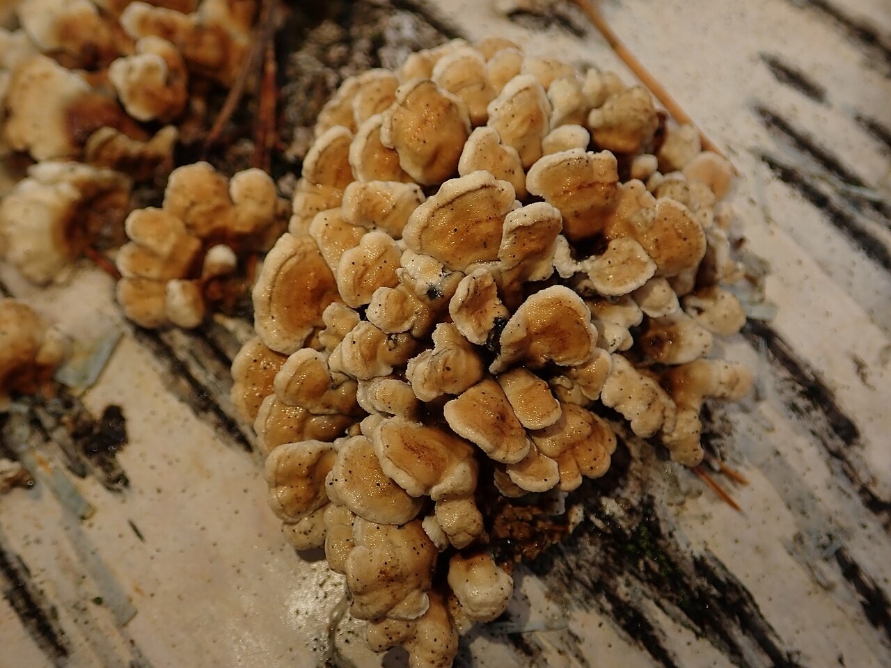 Krauser Adernzähling – Plicaturopsis crispa