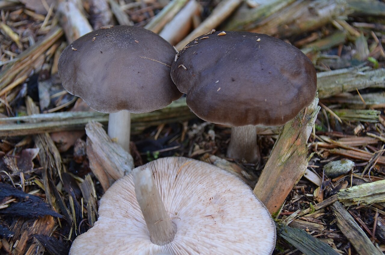 Black-edged shield – Pluteus atromarginatus