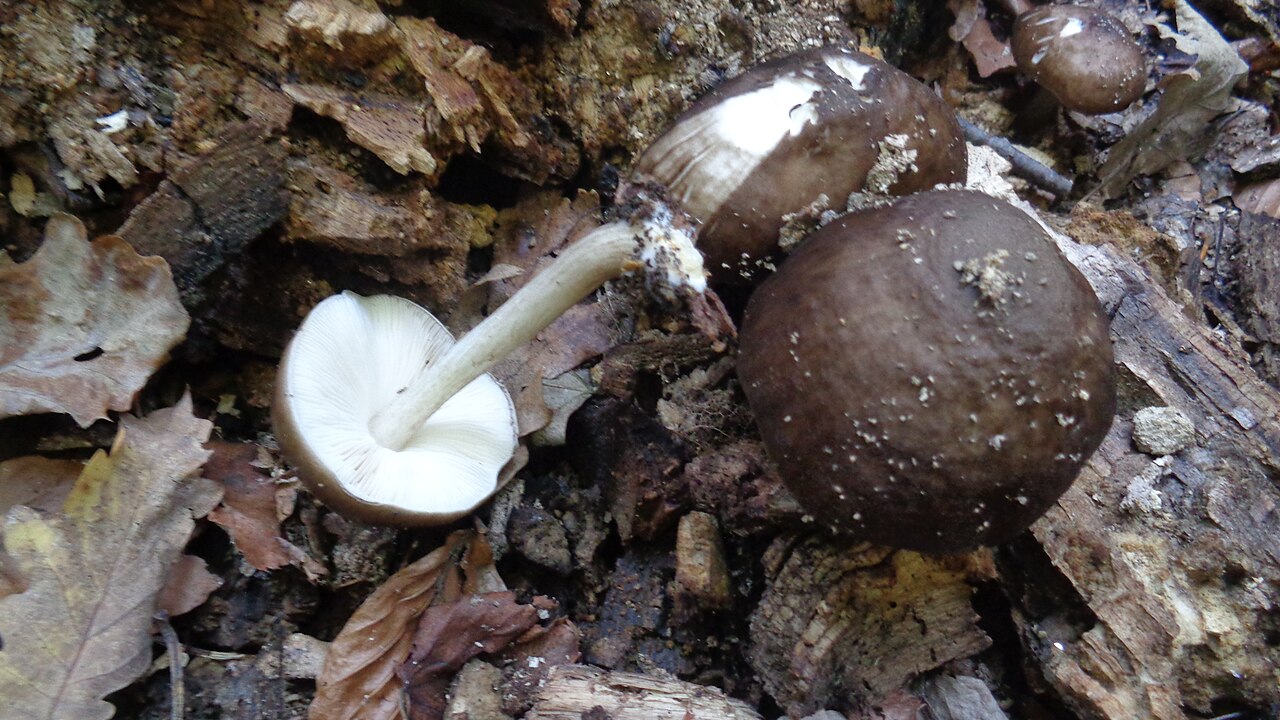 Deer shield – Pluteus cervinus