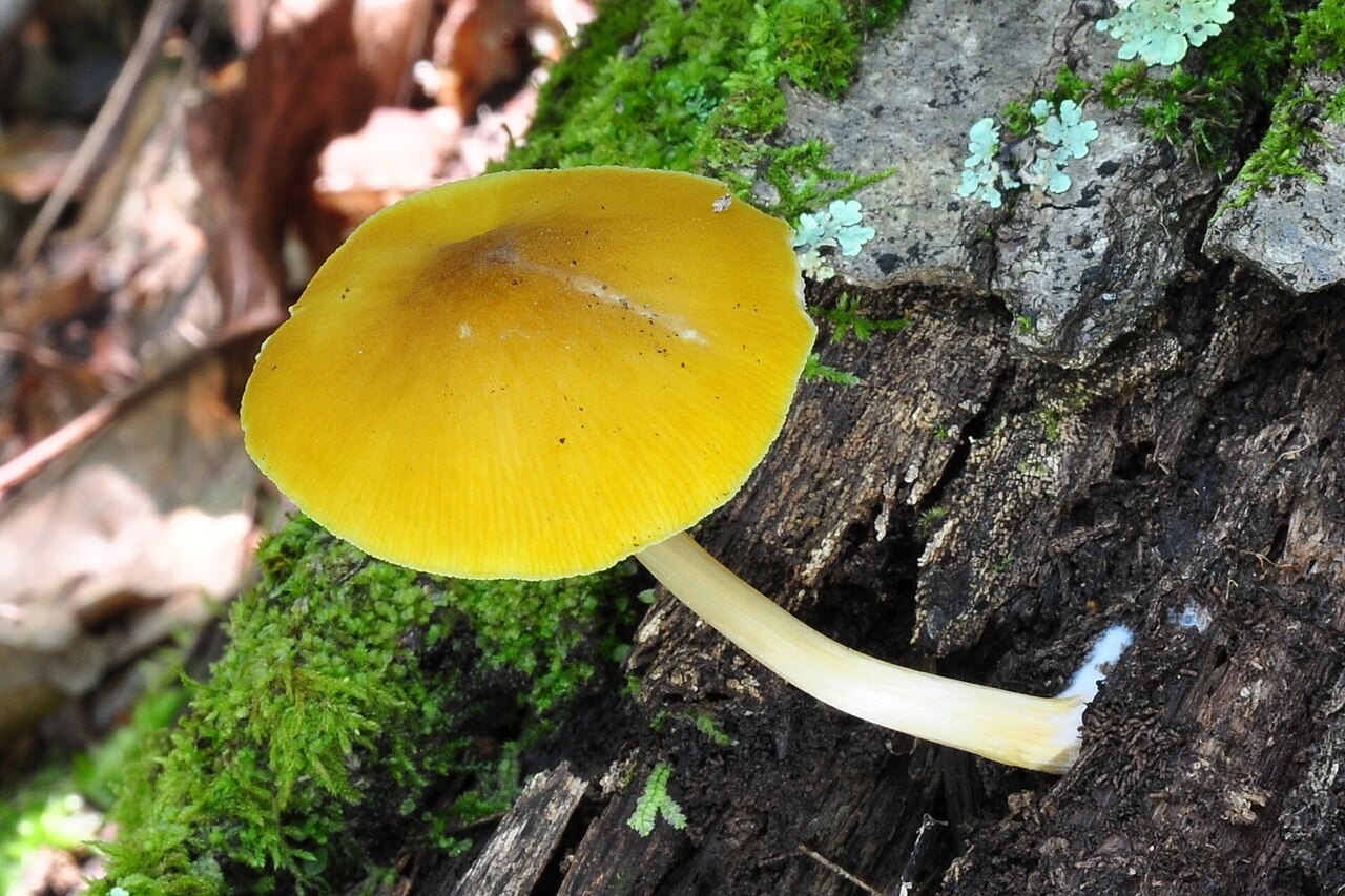 Lion shield – Pluteus leoninus